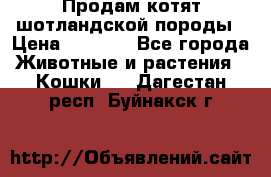 Продам котят шотландской породы › Цена ­ 2 000 - Все города Животные и растения » Кошки   . Дагестан респ.,Буйнакск г.